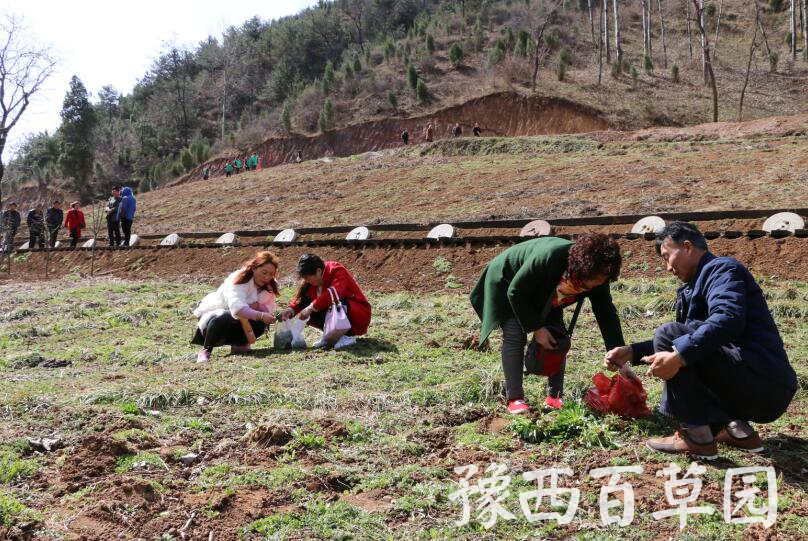 在豫西百草园挖野菜的游客们